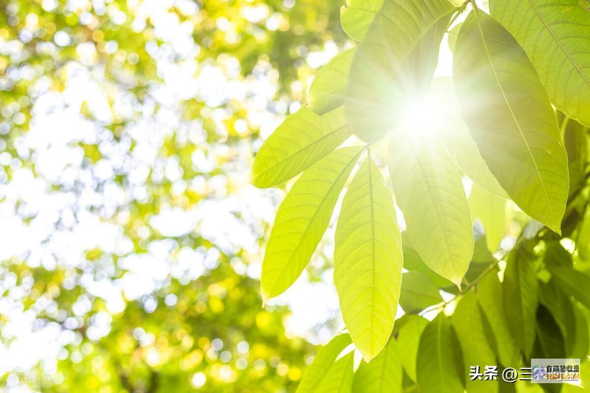 暴雨散布如下强降雨高温核心已定当天夜间至7月8