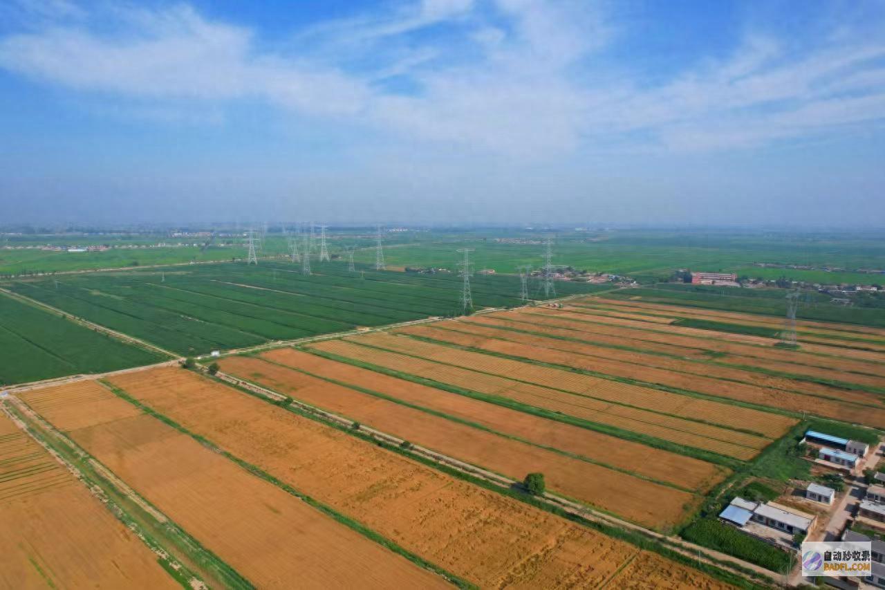 田间 组图丨宁夏平罗 小麦收割忙 丰 景好 (田间图画)