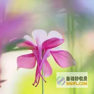 同善不同命500万捐款被泼冷水霸王茶姬的善心为