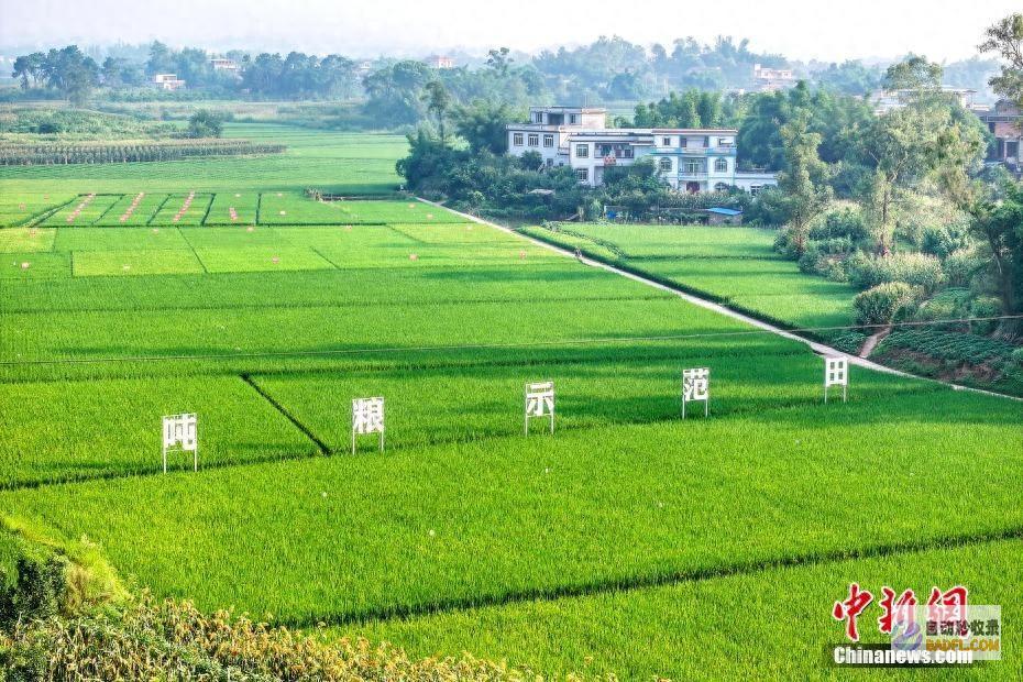 四川合江 丰景 如画好年景 (四川合江风景)
