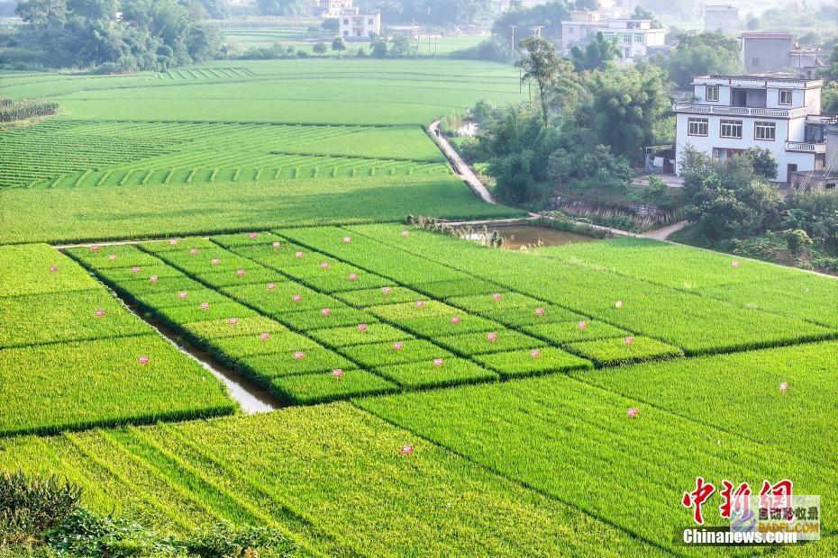 合江丰景如画好年景合江风景
