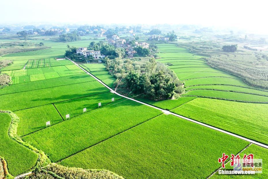 合江丰景如画好年景合江风景