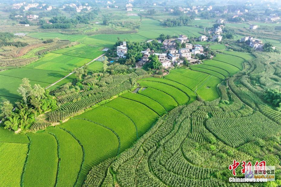 合江丰景如画好年景合江风景