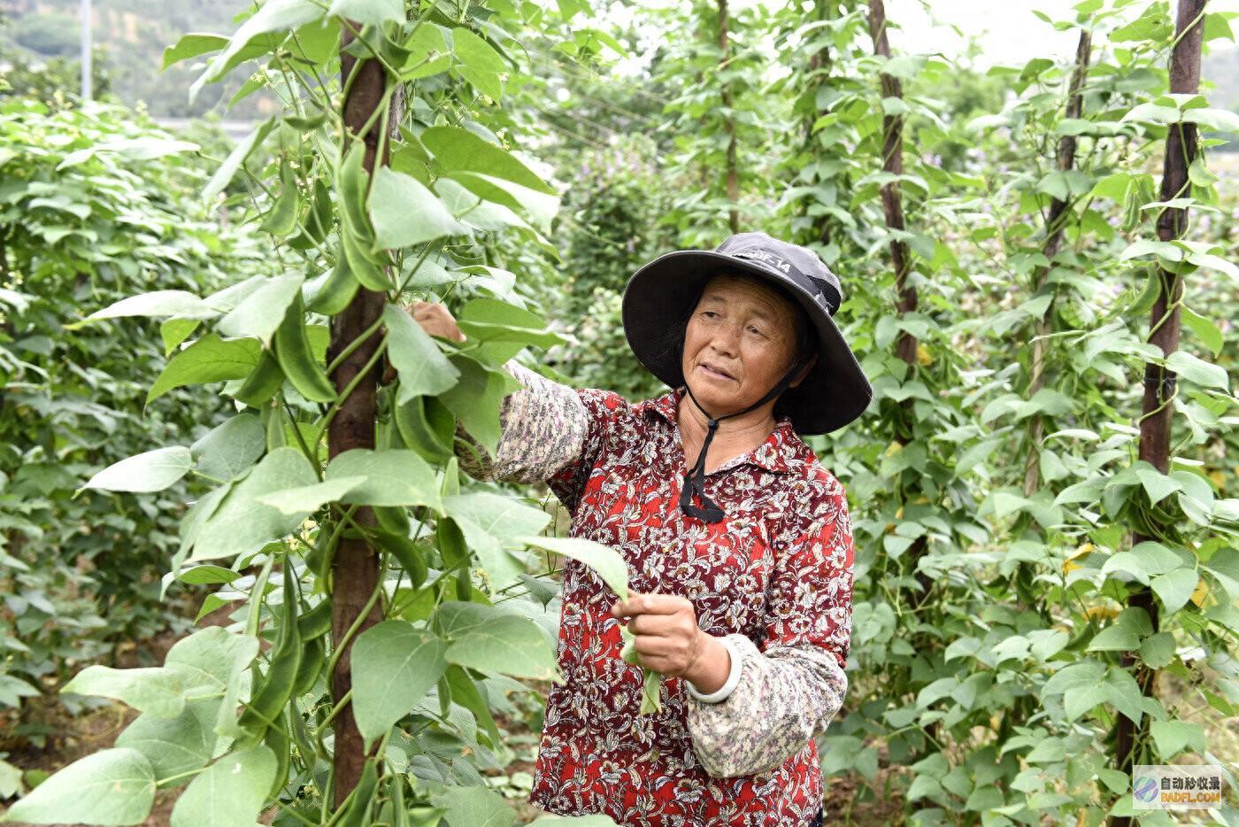 荷包豆歉收助增收 巍山南诏镇 (荷包豆的简单做法)