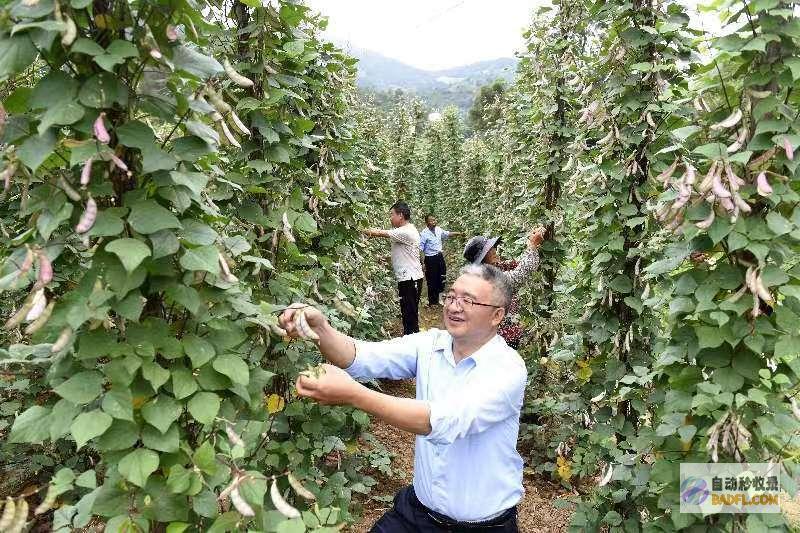 荷包豆歉收助增收巍山南诏镇荷包豆的简单做法