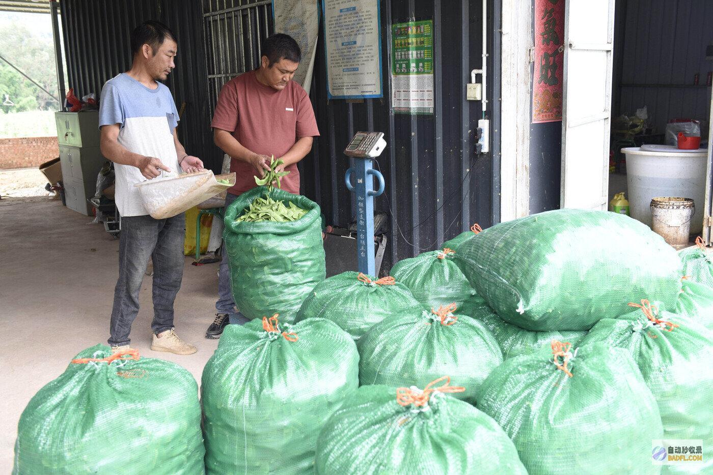 荷包豆歉收助增收巍山南诏镇荷包豆的简单做法