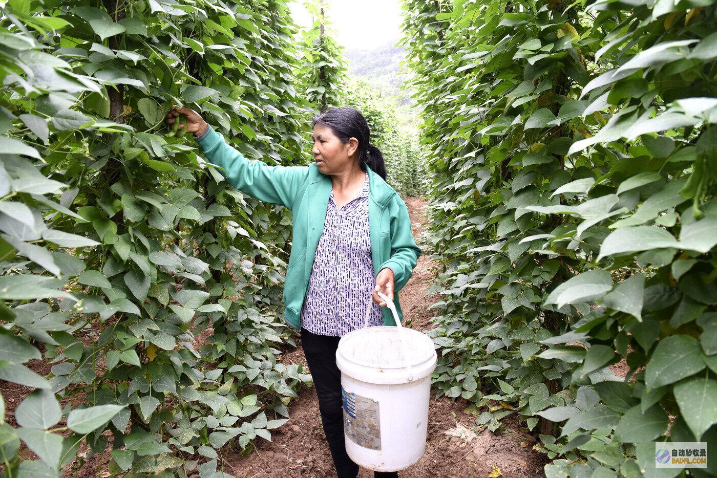 荷包豆歉收助增收巍山南诏镇荷包豆的简单做法