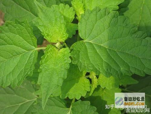 藿香相关产品卖爆了!有药店销量暴增400% 清凉经济 搭上 逆风车 (藿香相关产品有哪些)