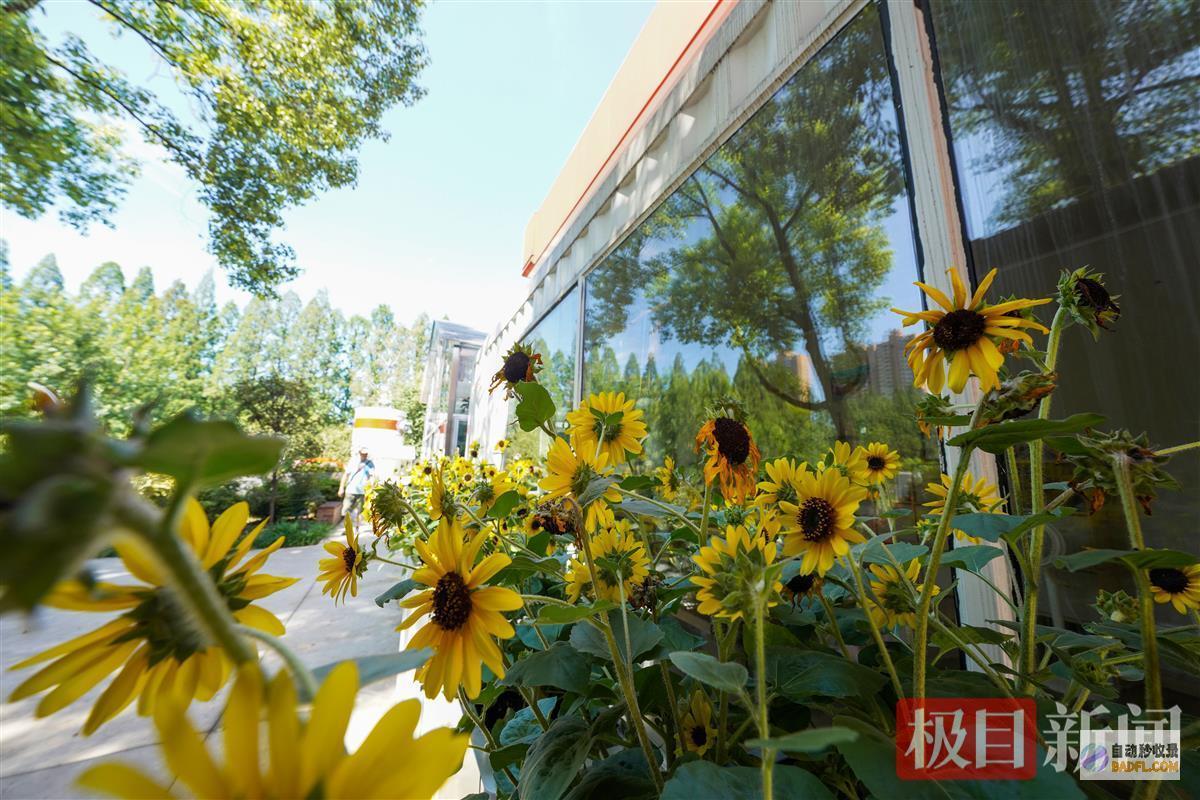 废除加油站市区中的绿野仙踪炎炎夏日快来青山绿