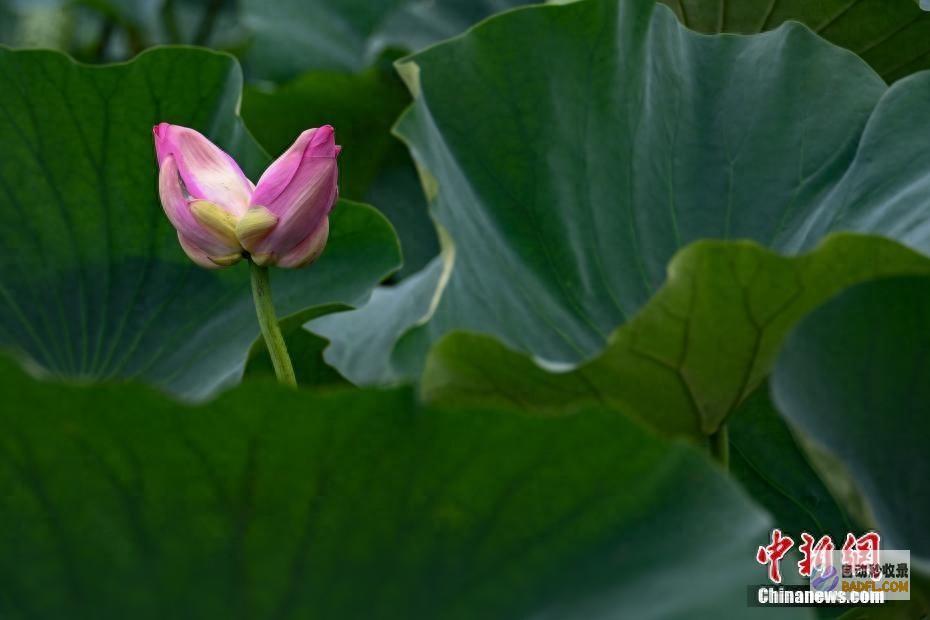 并蒂莲现身南京玄武湖 (并蒂莲有多罕见)