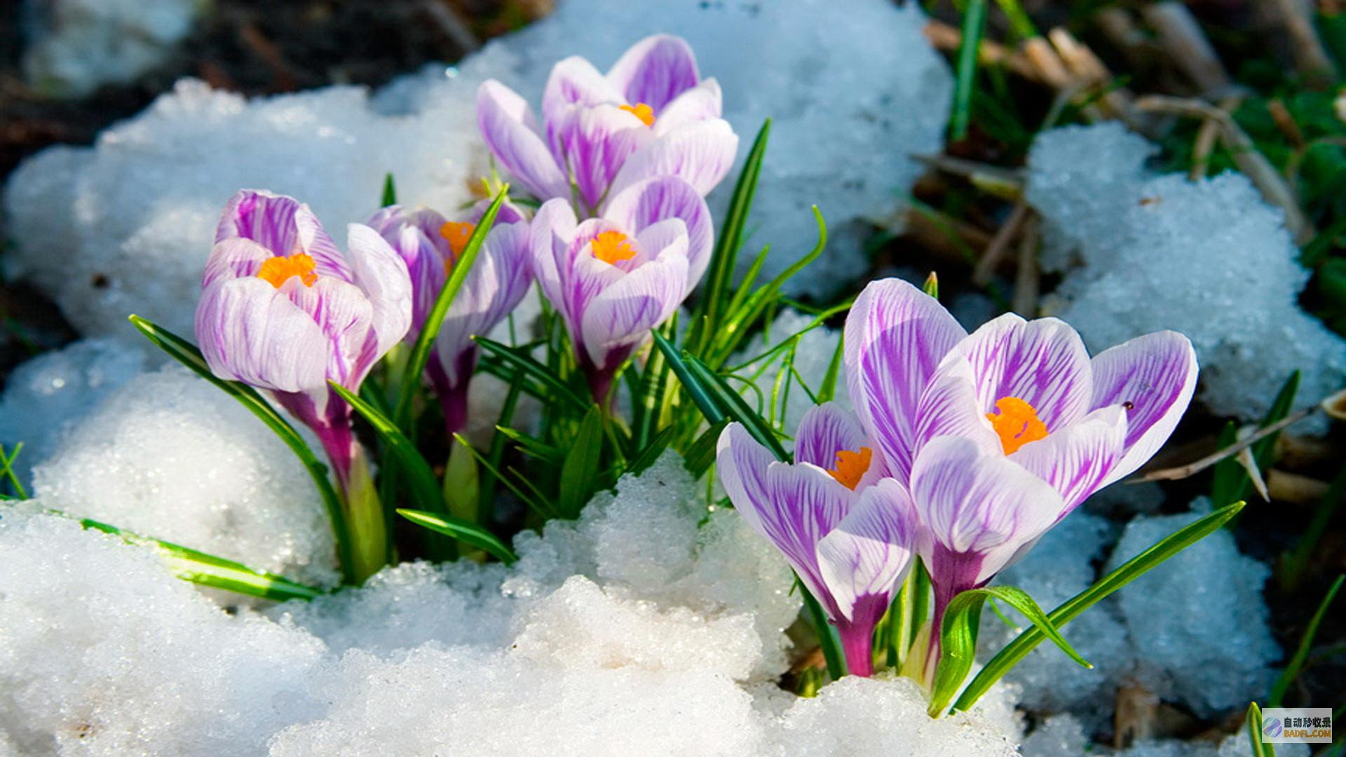 spring cloud (springboot)