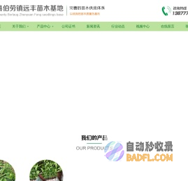广西哪有奇楠沉香苗_广西奇楠沉香苗_广西黑老虎_广西黑老虎苗基地_广西牛大力苗批发-【灵山县伯老镇远丰苗木基地】